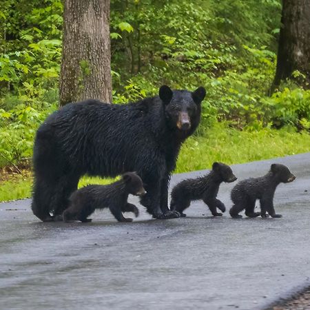 Time To Cuddle, Wifi, Near Pigeon Forge, 1089 Free Tickets Each Paid Day, Dollywood And More Eksteriør billede
