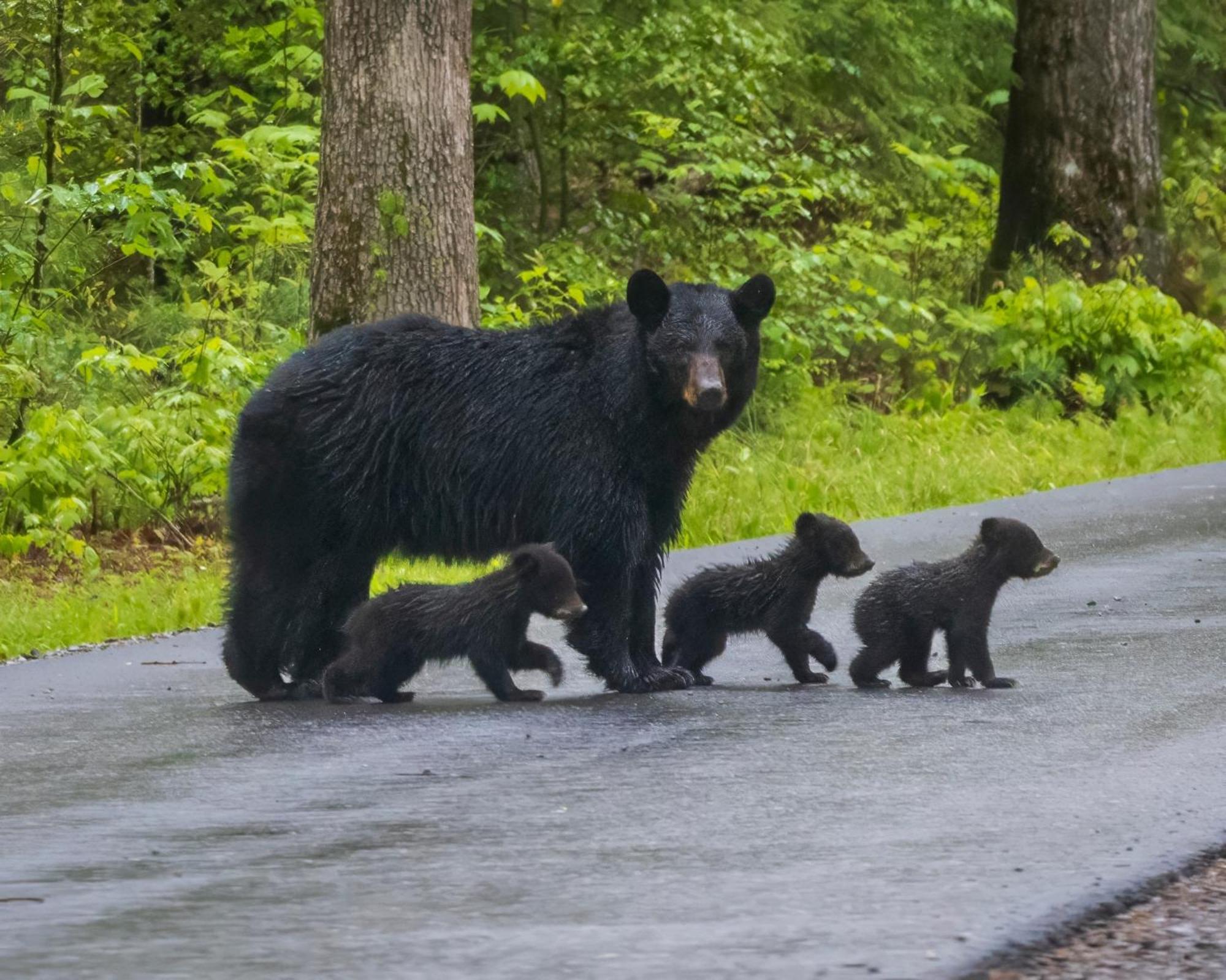Time To Cuddle, Wifi, Near Pigeon Forge, 1089 Free Tickets Each Paid Day, Dollywood And More Eksteriør billede